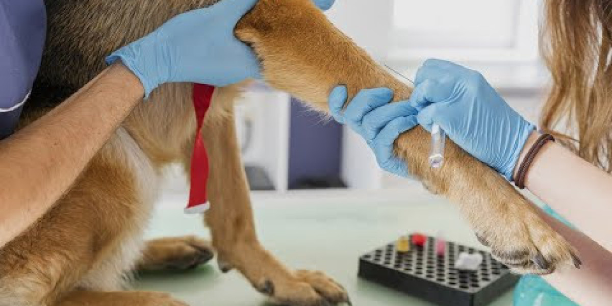 Dog Health Testing & Vaccinations: Disease Detection & Prevention