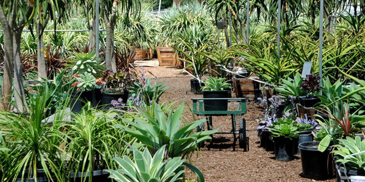 A Guide to Finding the Best Live Plants in Orange County